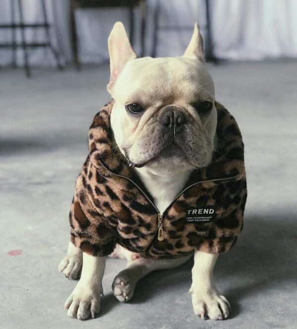 Frenchie World Shop Luxury Leopard French Bulldog Coat