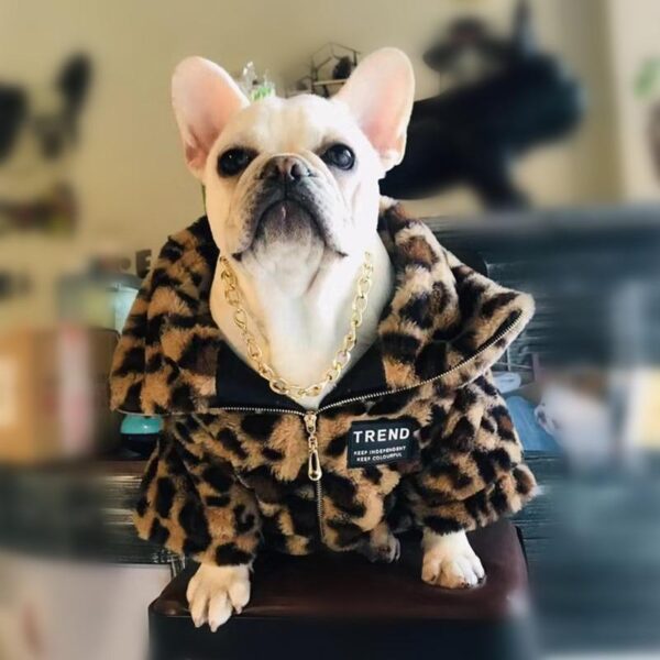 Frenchie World Shop Leopard / S Luxury Leopard French Bulldog Coat