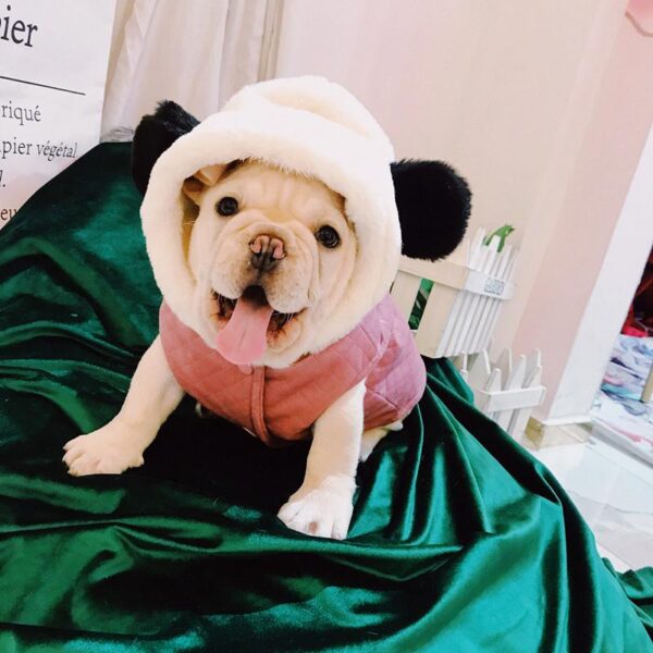 Frenchie World Shop Pink Panda French Bulldog Vest
