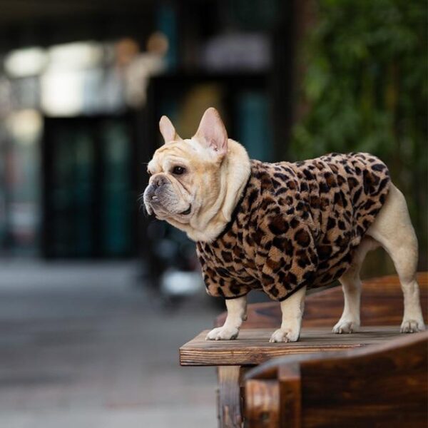 Frenchie World Shop hoodie A / XXL Plush Leopard French Bulldog Sweatshirt