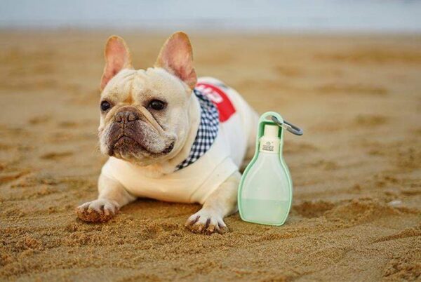 Frenchie World Shop Dog Bowls Portable travel water bottle