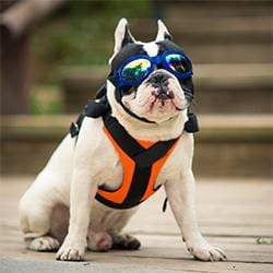 Frenchie World Shop PH118OR / M Professional French Bullog harness vest