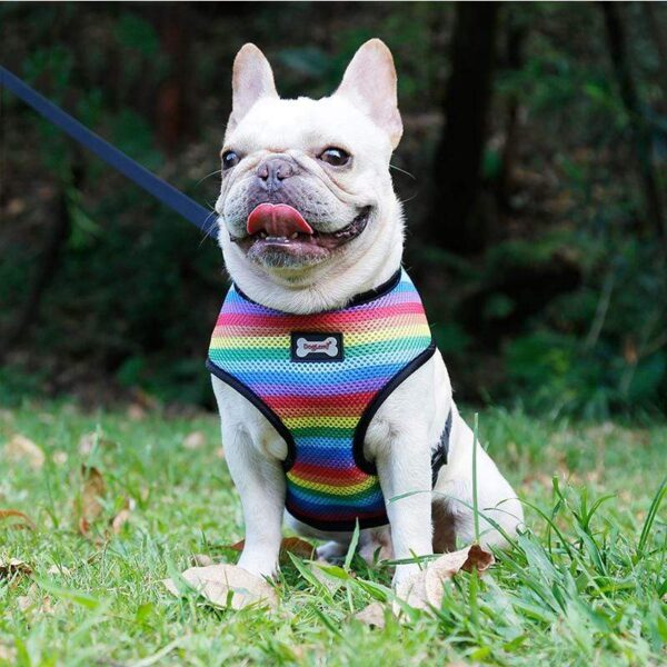 Frenchie World Shop Rainbow Mesh French Bulldog Harness