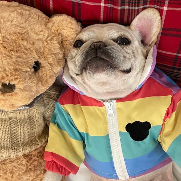 Frenchie World Shop Rainbow Windbreaker French Bulldog Jacket