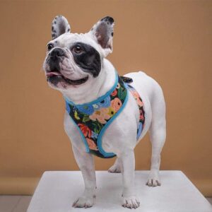 Frenchie World Shop Blue / S Romantic Flowers French Bulldog Harness