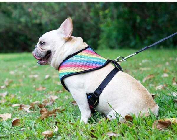 Frenchie World Shop Soft Breathable Rainbow French Bulldog Harness