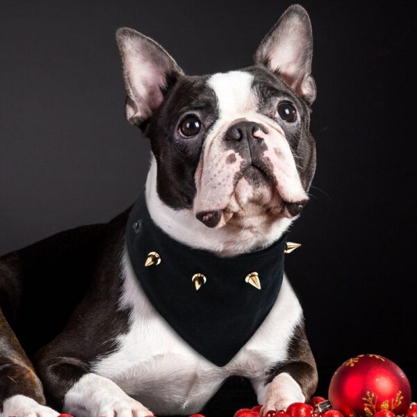 Frenchie World Shop Spiked French Bullog Bandana