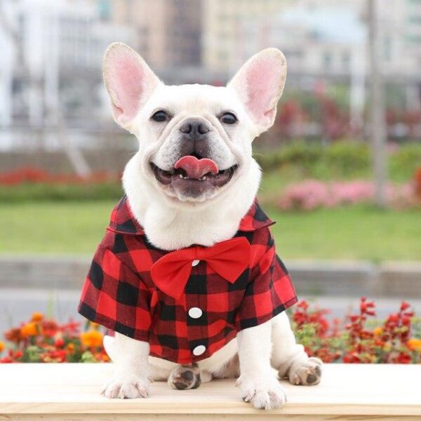 Frenchie World Shop C / XL Stripe Shirt Dog Puppy  Plaid Magliette Cane Korean Dog Clothes Chemise Chien Gentleman Soft Casual Suit Wedding Bulldog Outfit