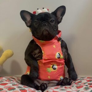 Frenchie World Shop Summer Adventures French Bulldog Cooling Vest