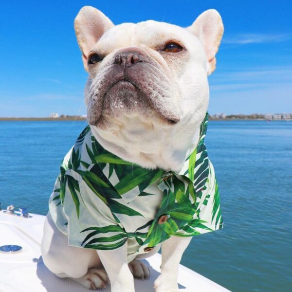 Frenchie World Shop Summer Hawaii Dog Beach Shirt Sweet Leaf Bananas Print Dog Clothes Lovely French Bulldog Tshirts Shih Tzu Clothing Pet Costume