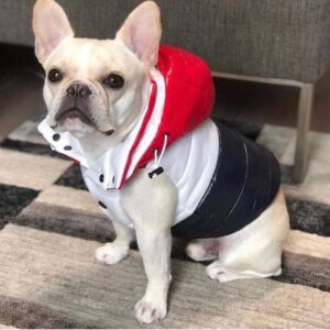 Frenchie World Shop Three Blocks French Bulldog Vest