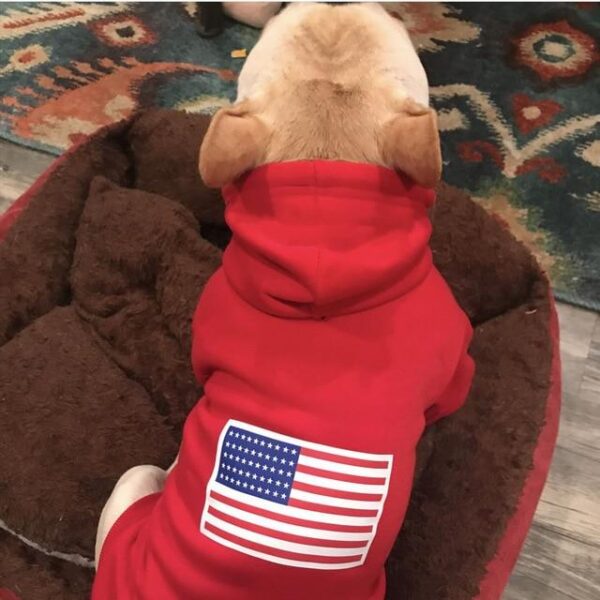 Frenchie World Shop Red / XXL USA Flag French Bulldog Streetwear Hoodie