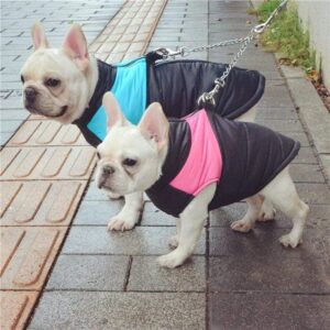 Frenchie World Shop Waterproof French Bulldog Vest