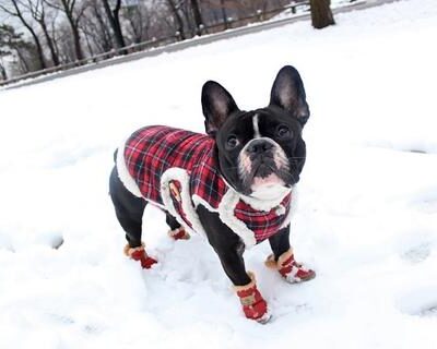 French bulldog boots: Best picks