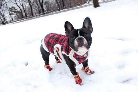 French bulldog boots: Best picks