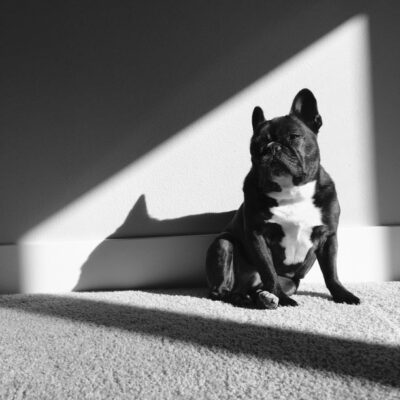 French bulldog ear infection remedy and symptoms