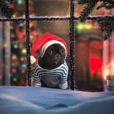 French bulldog christmas decorations: Best picks