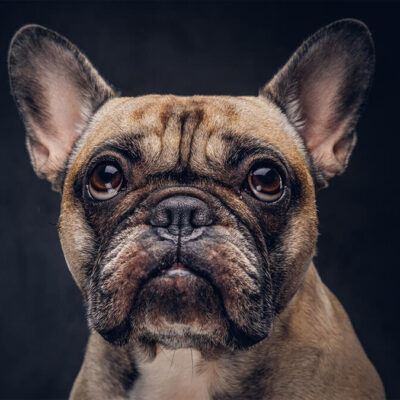 French Bulldog Lifespan