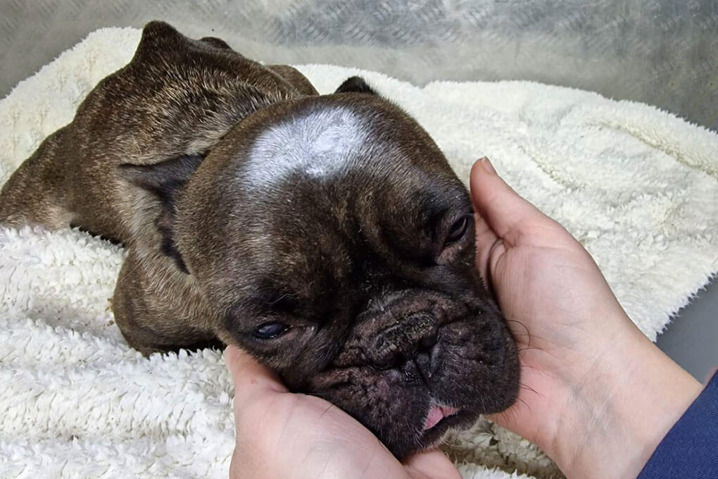 Frog The Frenchie in injured in the vet hospital