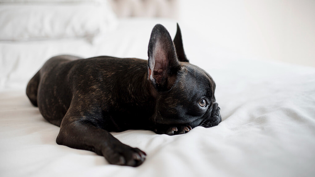 Black French bulldog laying sick in the white bed. ide shot.