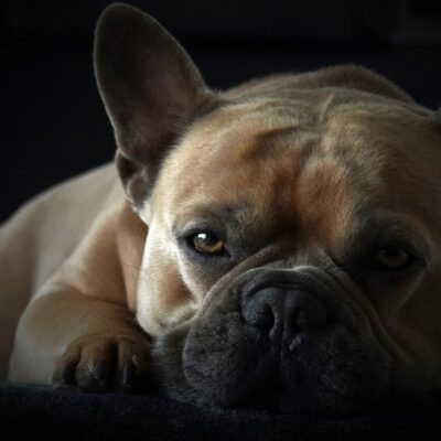 Pros and cons of spaying your French bulldog