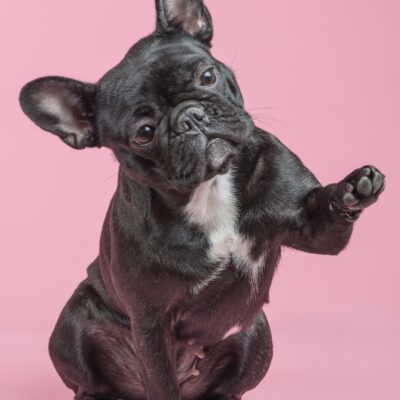 Best French bulldog grooming tips and tricks
