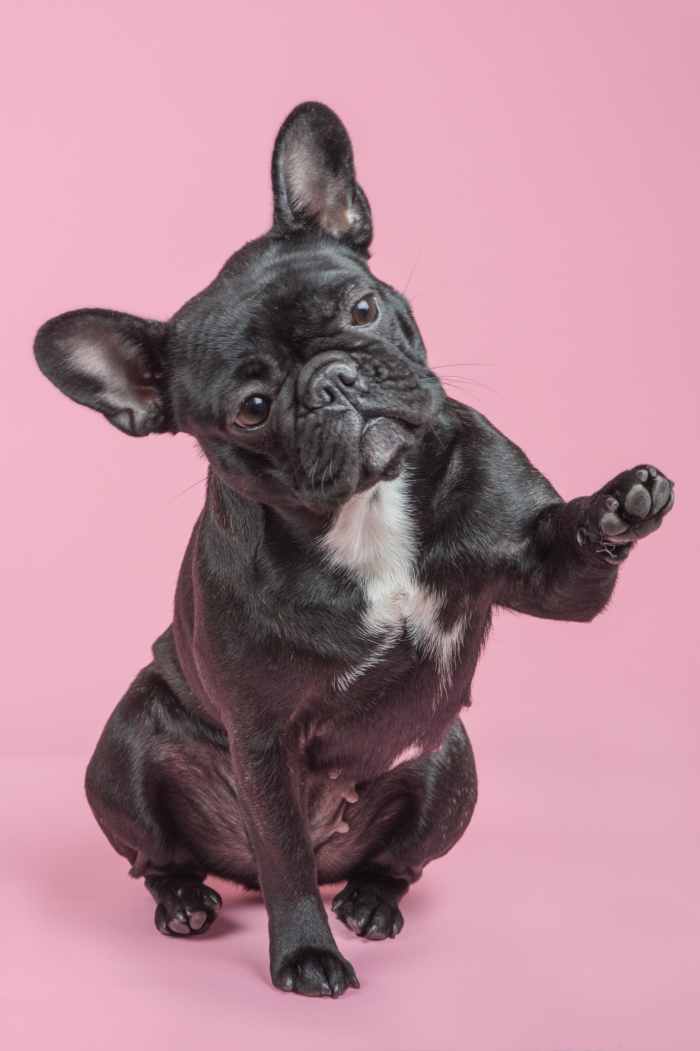 Best French bulldog grooming tips and tricks