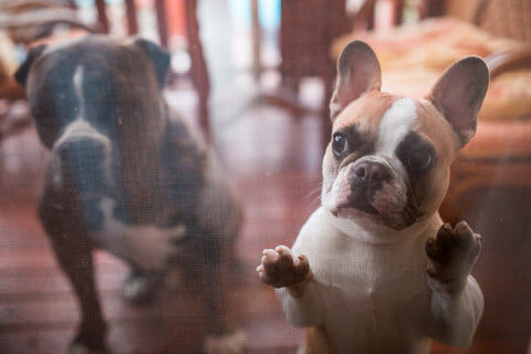 Frenchies looking through glass