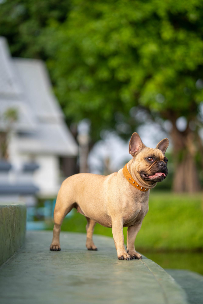 neuter a french bulldog