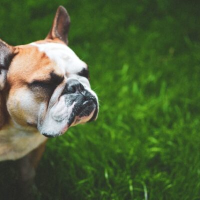 Are French bulldogs hypoallergenic? Revealing the truth