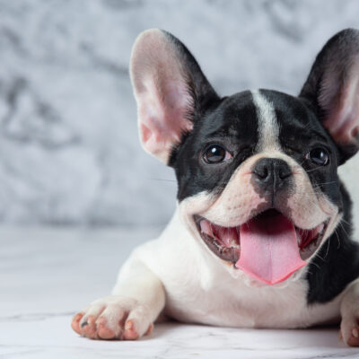 Dermatitis French bulldog skin issues and treatment