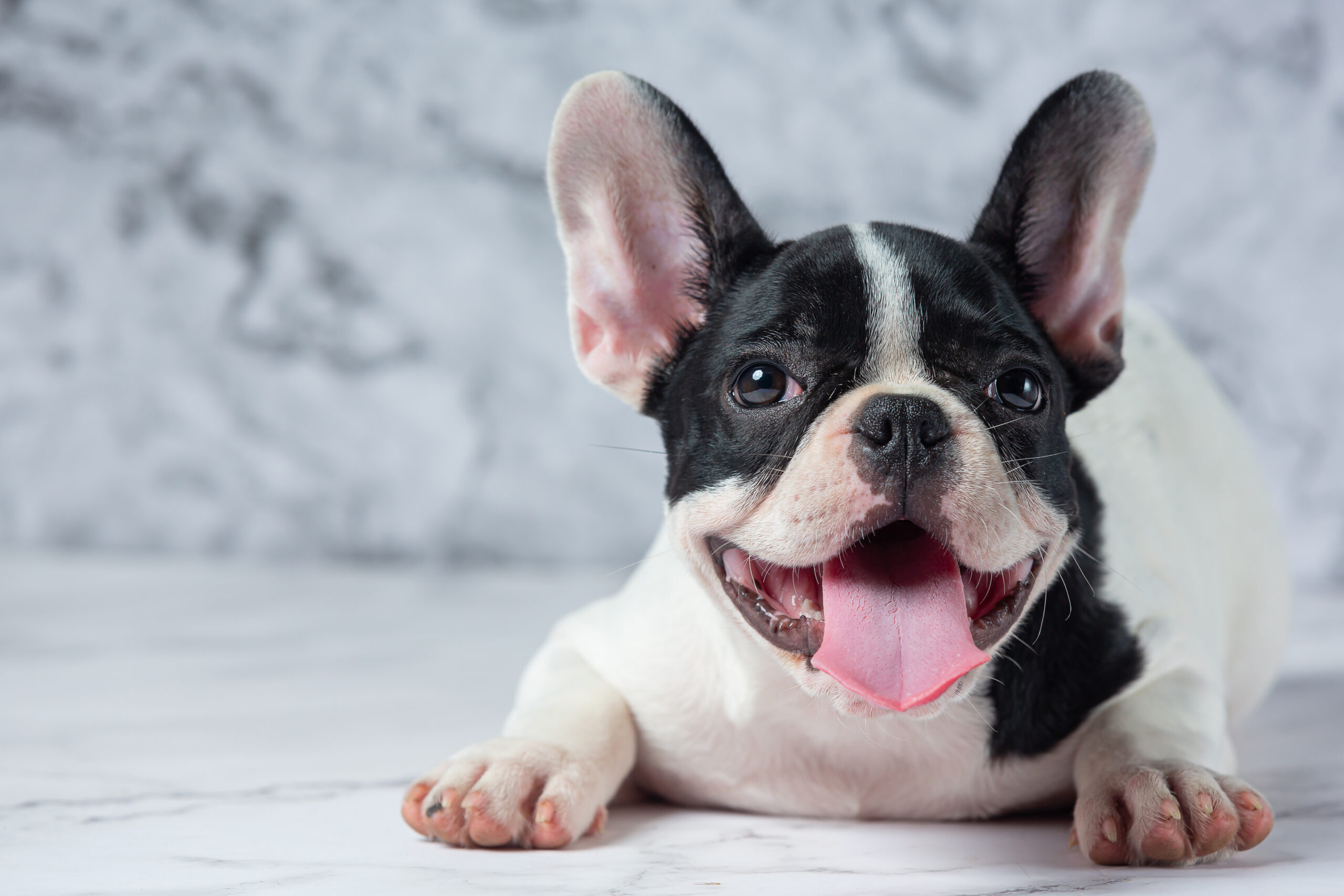 Dermatitis French bulldog skin issues and treatment