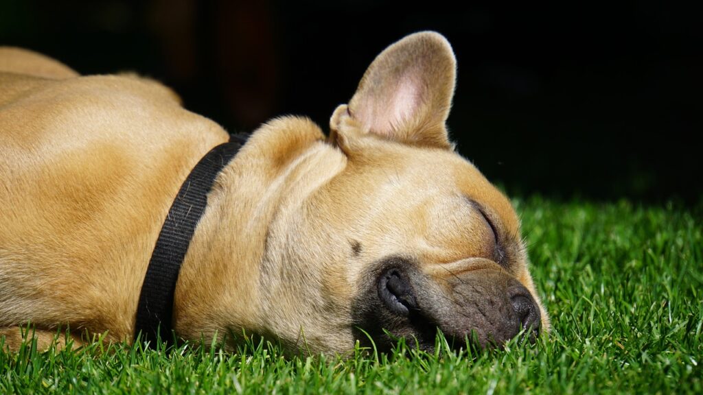 french bulldog lying on the grass