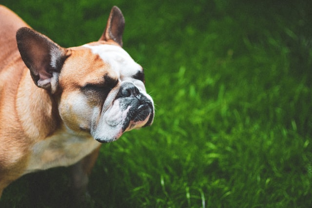 Are French bulldogs hypoallergenic? Revealing the truth