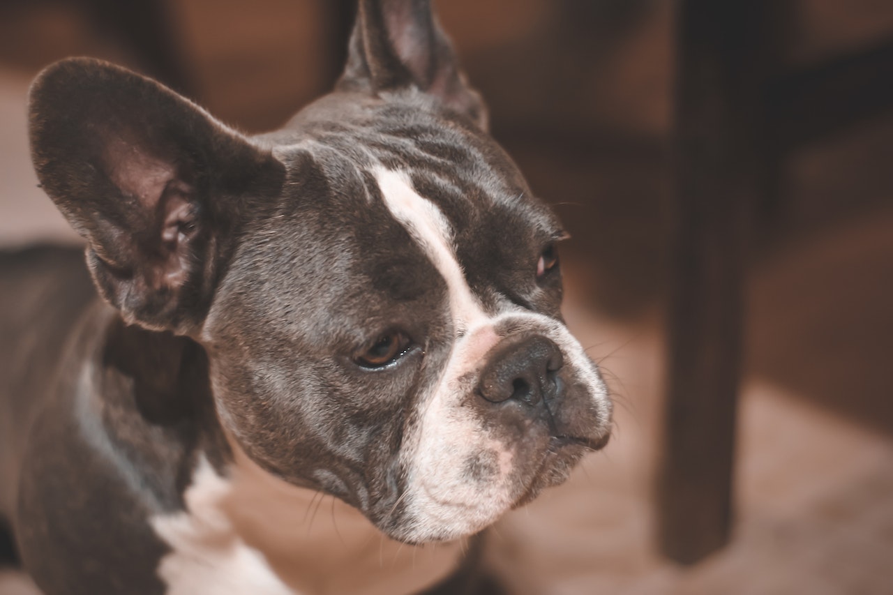 Can French bulldogs be left alone for longer periods?