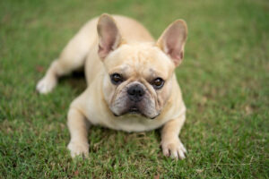 raw diet for french bulldogs