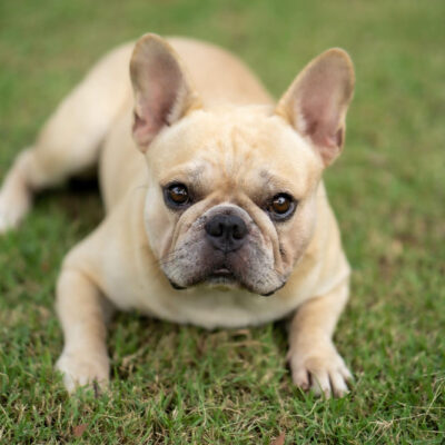 French bulldog pregnancy guide and signs | Frenchie World Shop