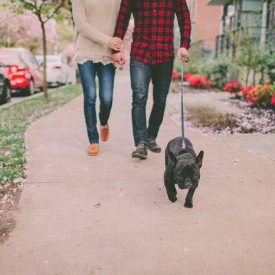 Are French Bulldogs Hypoallergenic