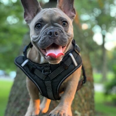 french bulldog average lifespan