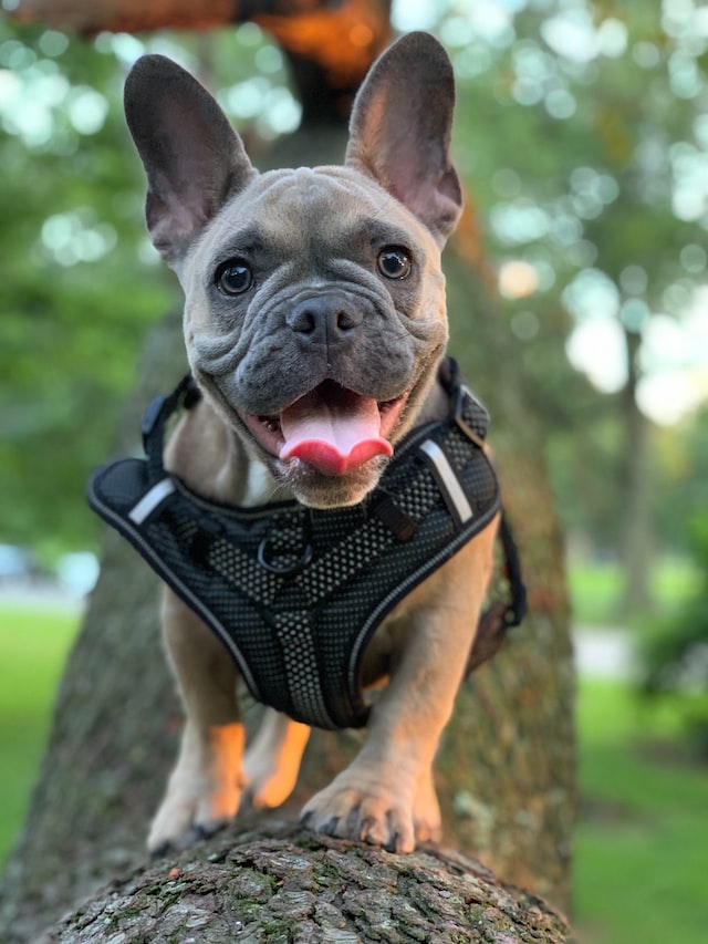 french bulldog average lifespan