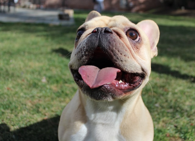 Picture of a happy frenchie