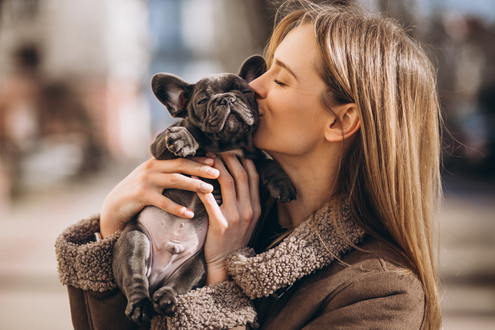 french bulldog heat cycle