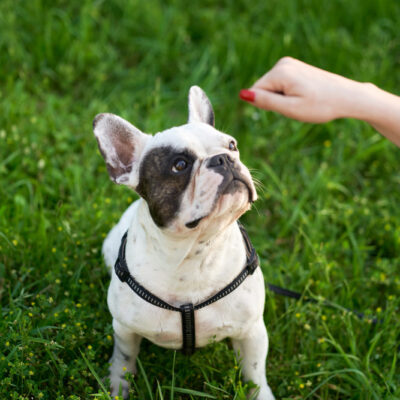 woman-feeding-french-bulldog-garss