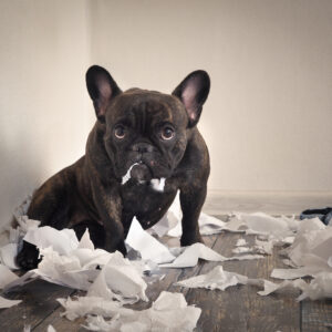 French bulldog behavior problems