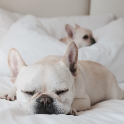 french bulldog heat cycle when to breed