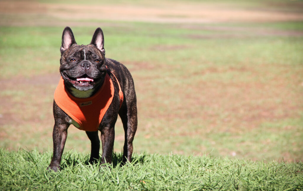 How much exercise does a French bulldog need and why?