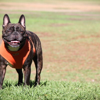 How much exercise does a French bulldog need and why?