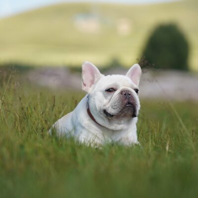 neuter a french bulldog