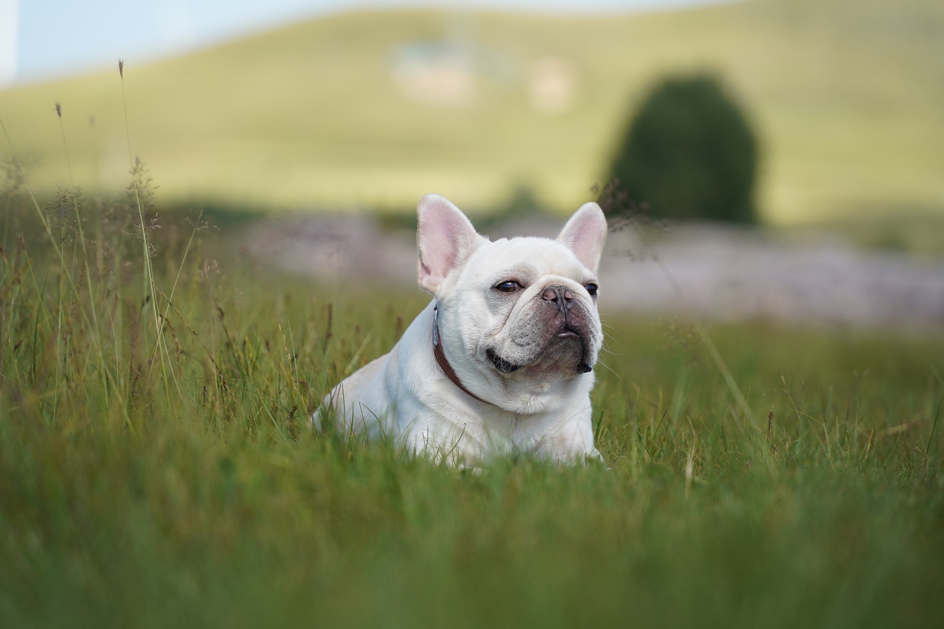 neuter a french bulldog