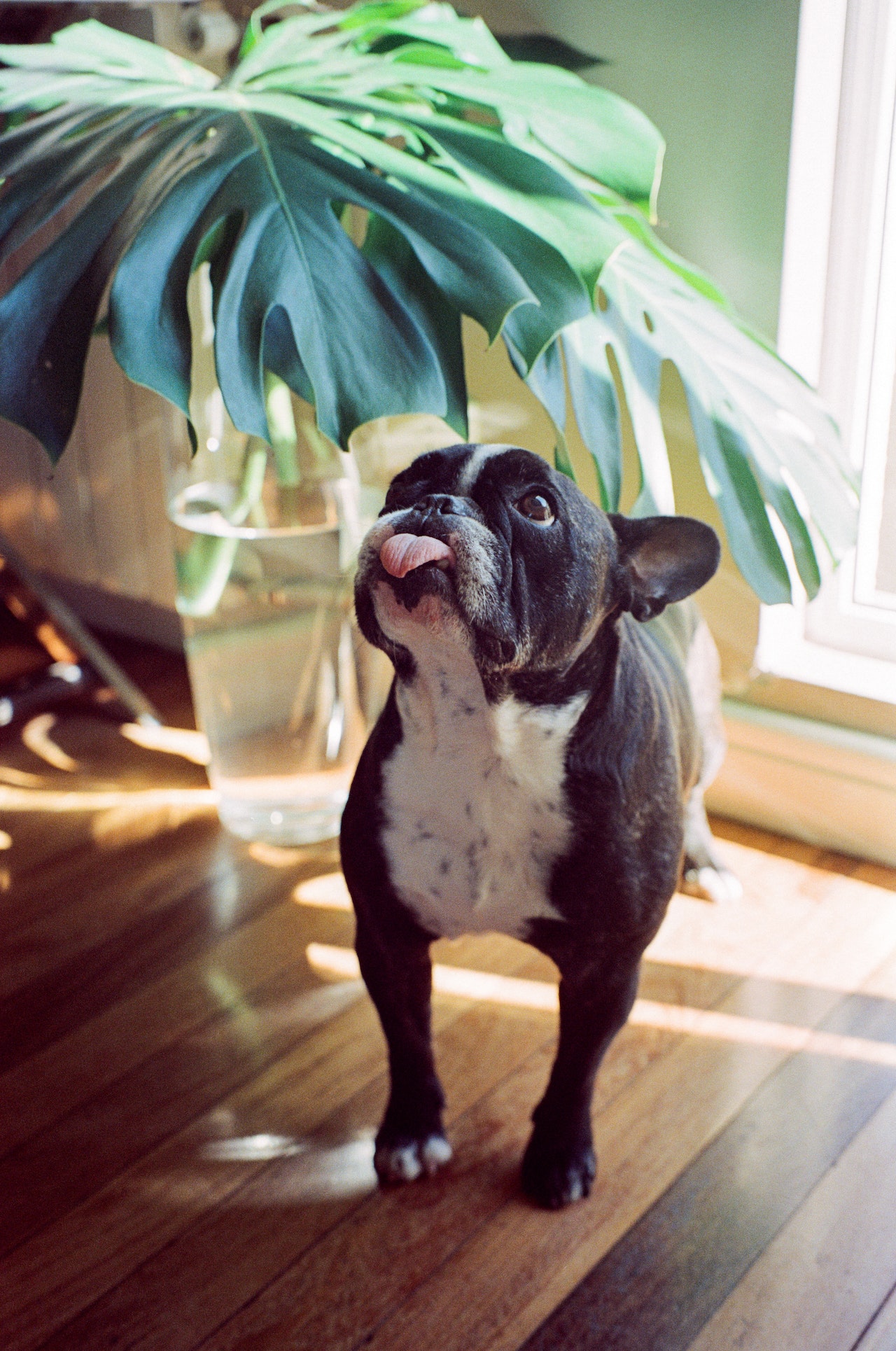 french bulldog licking a plant